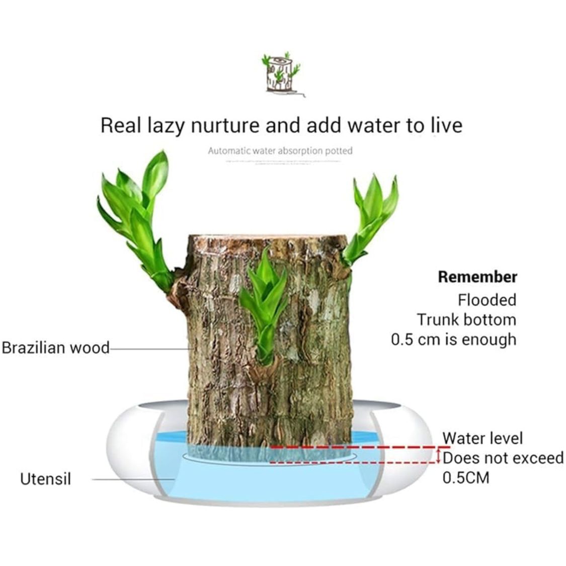 Brazilian Lucky Wood, Mini Home Plant Decorations