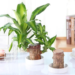 Brazilian Lucky Wood, Mini Home Plant Decorations