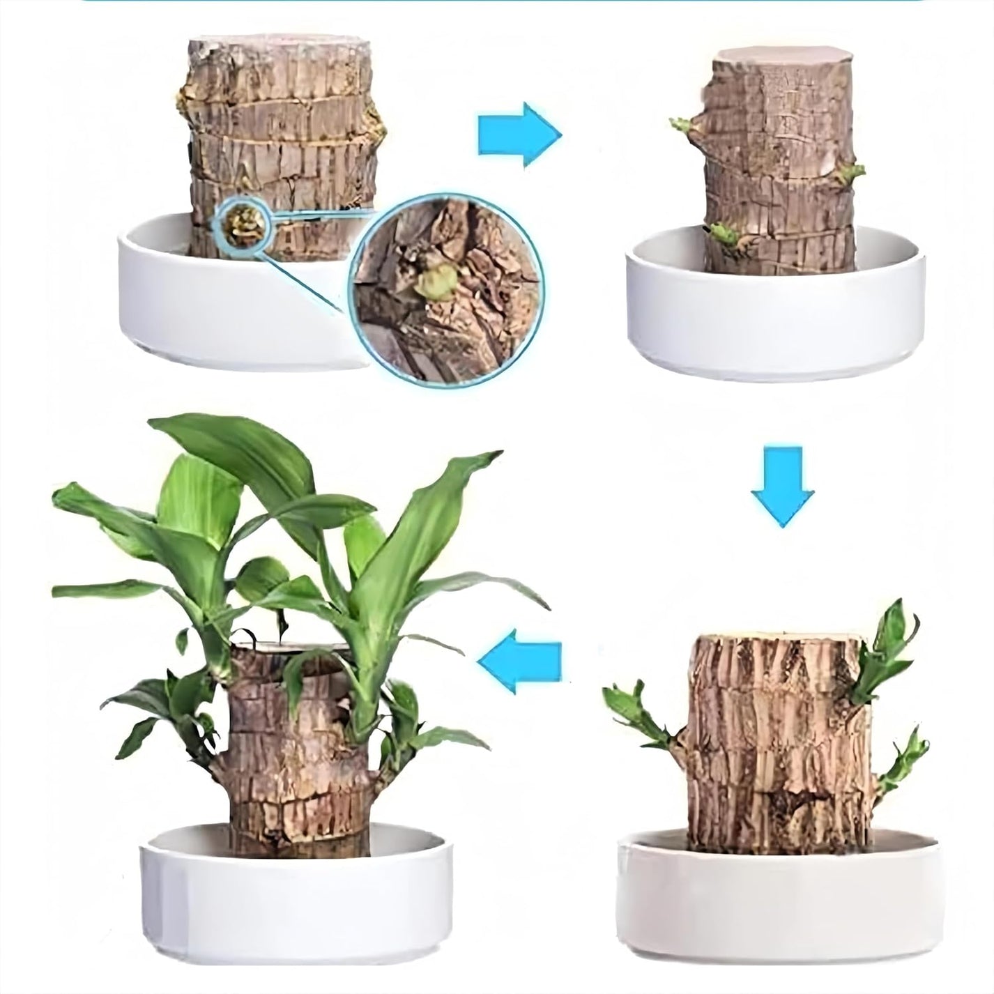 Brazilian Lucky Wood, Mini Home Plant Decorations