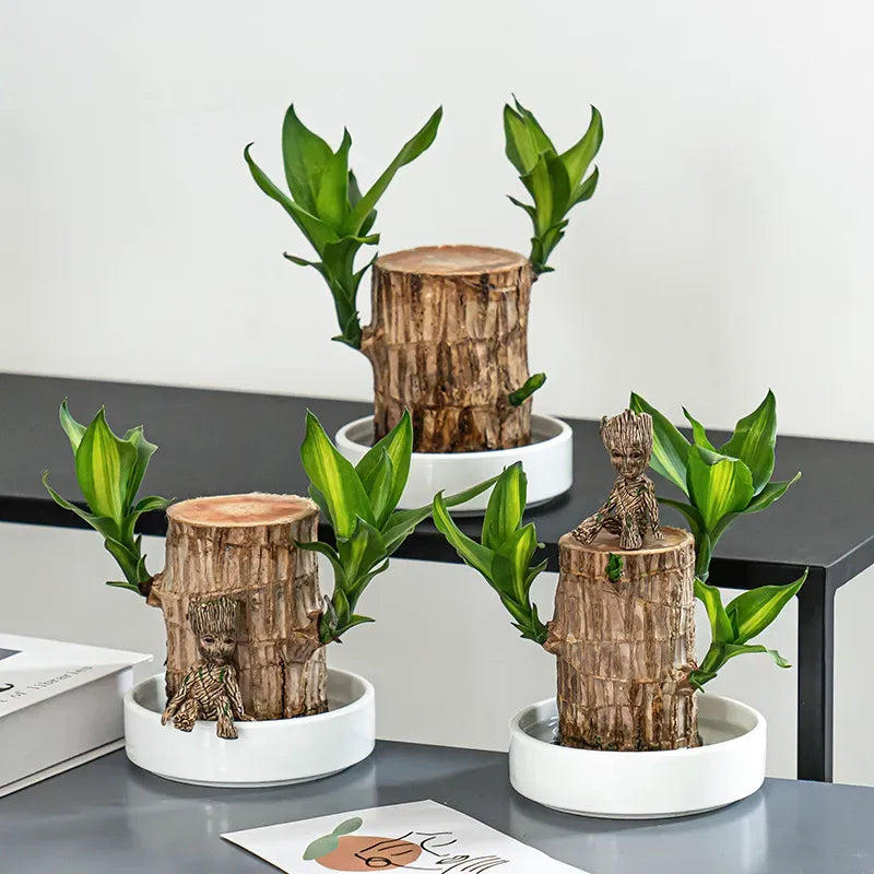 Brazilian Lucky Wood, Mini Home Plant Decorations