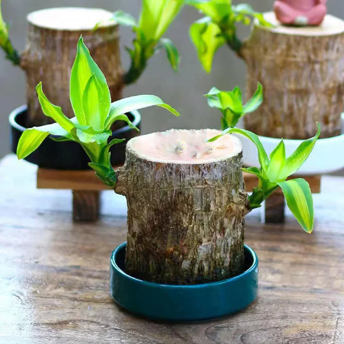 Brazilian Lucky Wood, Mini Home Plant Decorations