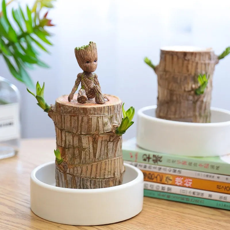 Brazilian Lucky Wood, Mini Home Plant Decorations