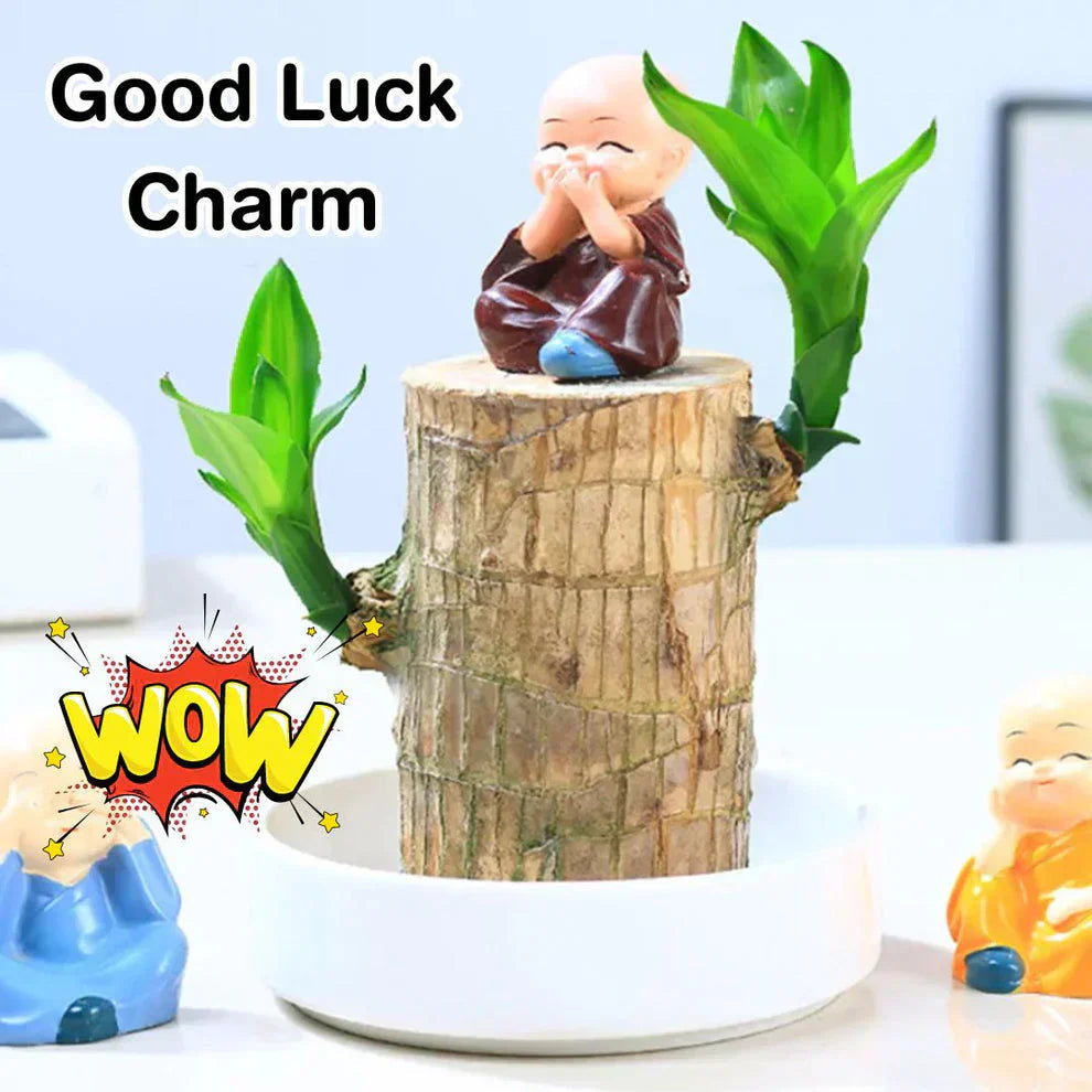 Brazilian Lucky Wood, Mini Home Plant Decorations